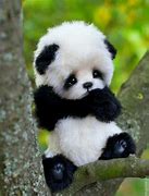 Image result for Cute Bear Pics