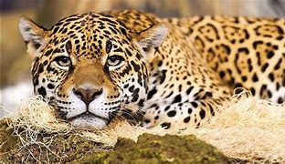 Image result for Big Cats Animals