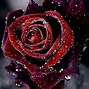 Image result for Gothic Purple Rose Wallpaper