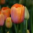 Image result for Tulipa Dordogne