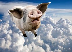 Image result for Fat Pigs Flying