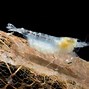 Image result for Neocaridina