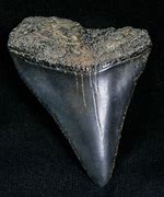 Image result for Great White Shark Tooth