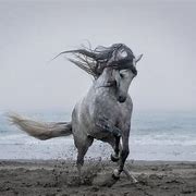 Image result for Andalusian Horse Beach
