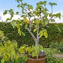 Image result for Fig Tree Growth
