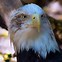 Image result for Cartoon Eagle Simple Easy