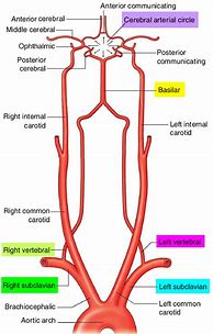 Image result for Vertebral Artery