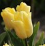 Image result for Tulipa Sunny Leo