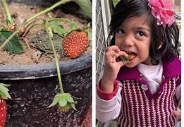 Image result for Strawberry Plant Life Cycle
