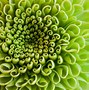 Image result for Golden Ratio in Nature Large