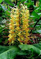 Hedychium gardnerianum-க்கான படிம முடிவு