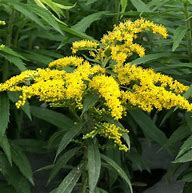 Image result for Solidago Strahlenkrone