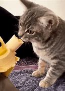 Image result for Cat Inside Banana Meme