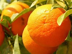 Image result for Pic of Orange