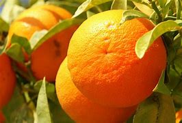 Image result for Species of Oranges