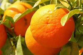 Image result for Things That Are Always Orange