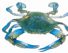 Image result for Sea Life Crab Drawing