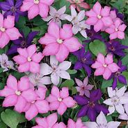 Image result for Pink Purple Clematis