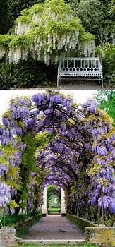 Image result for Creeping Vines with Flowers