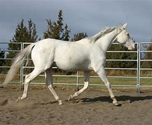 Image result for Horse Thoroughbred Stallion Stud