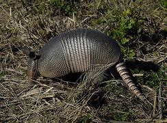 Image result for Armadillo Is Just an Armored Possum Meme