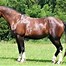 Image result for Mexican Horse