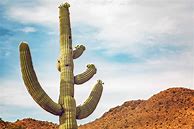 Image result for Giant Cactus