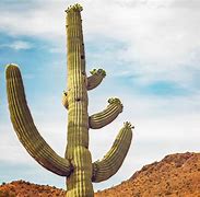 Image result for Gigantic Cactus