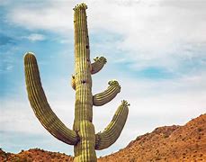 Image result for Large Cactus Plants