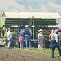 Image result for Salinas Valley Crops