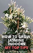 Image result for Jasmine Plant Care