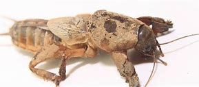 Image result for Mole Cricket Nymphs Black Back