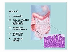 Image result for absorci�netro