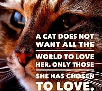 Image result for Cat Quotes About Life