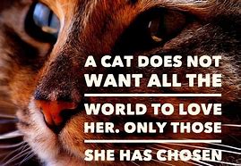 Image result for Cat Best Friend Quotes