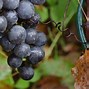 Image result for Wild Concord Grapes