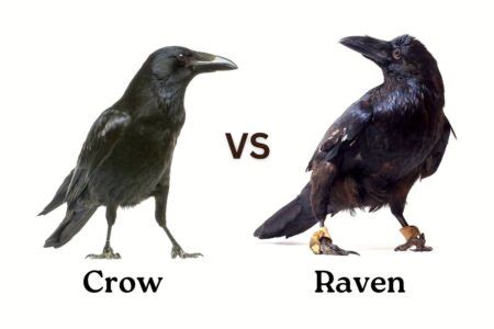 Image result for Difference Between Unix and Linux with Examples