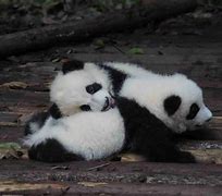 Image result for Baby Panda Bear Tail