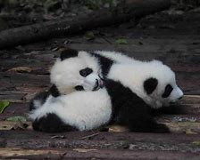 Image result for Pandas Tail