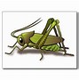 Image result for Funny Cricket Insect Fred