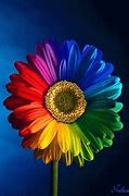 Image result for Rainbow Flower iPhone Wallpaper