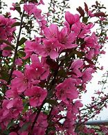 Image result for Malus Prairiefire
