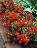 Image result for Potentilla fruticosa Red Ace