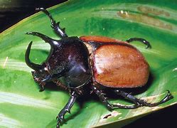 Image result for Beetle Type Bugs