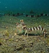 Image result for Biggest Shrimp in Ocean