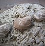 Image result for Fossolized Clam
