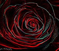 Image result for Cool Neon Blue Roses