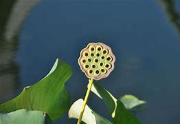 Image result for North Florida Lotus Seed Pod