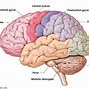 Image result for Brain Model Drawing