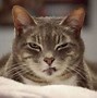Image result for Scared Angry Cat